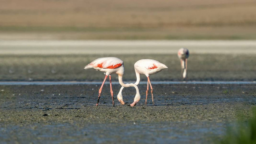 Tuz Gölü, 5 bin yavru flamingoya ev sahipliği yapıyor - Resim: 8